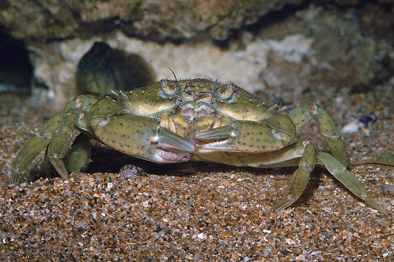Carcinus sp.